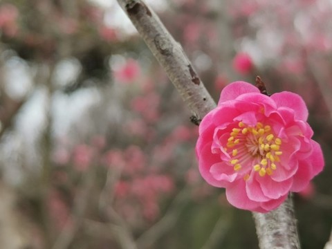 櫻花花朵