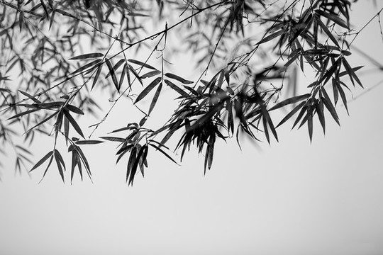 水墨竹葉