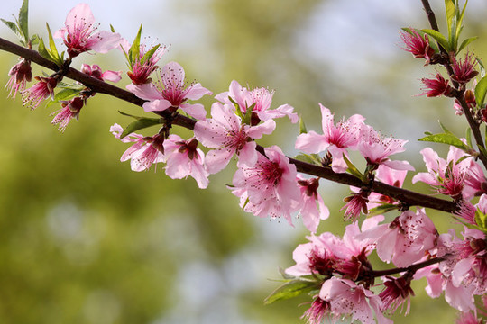 桃花