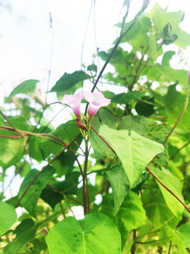 粉色牽牛花