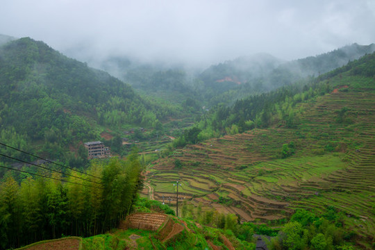下雨天的水稻梯田