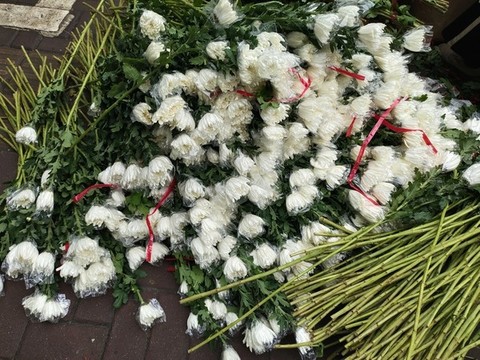 白菊