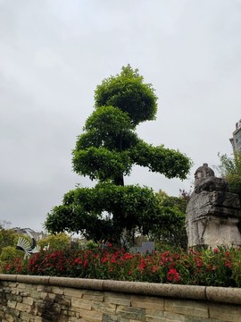 園林綠化榕樹
