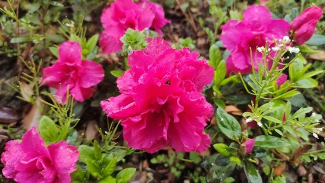 杜鵑花