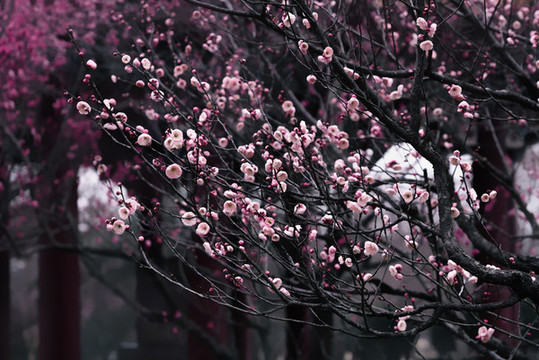 南京梅花山梅花林古風(fēng)水墨畫