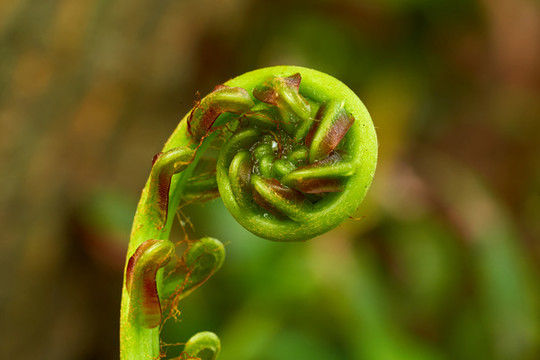 烏毛蕨野生蕨菜