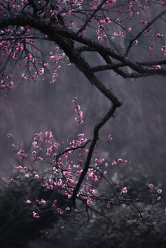 南京梅花山梅花林古風水墨畫
