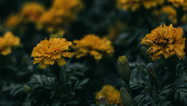 春天黃色花海小黃花菊花