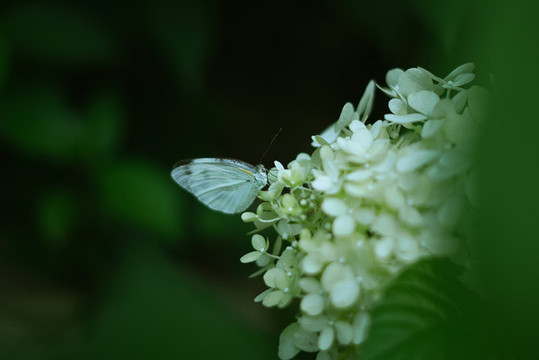 白色繡球花盛開(kāi)與蝴蝶