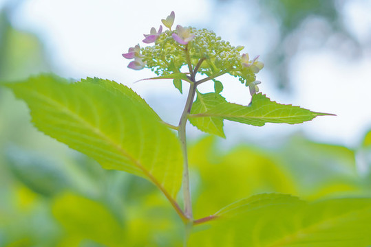 春天綠色植物繡球花背景