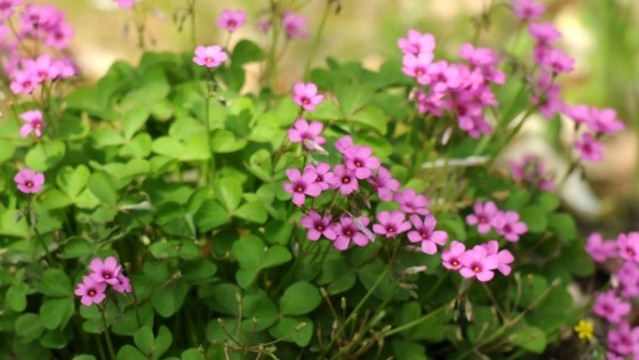 關(guān)節(jié)酢漿草