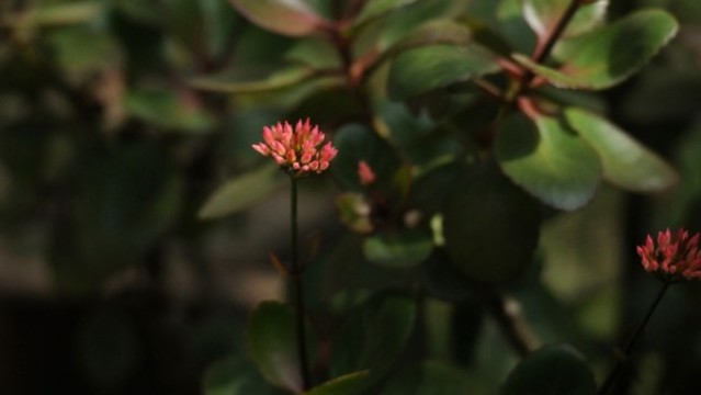 長壽花