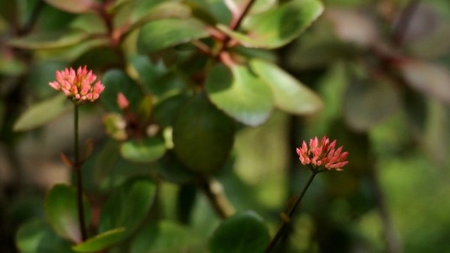 長壽花