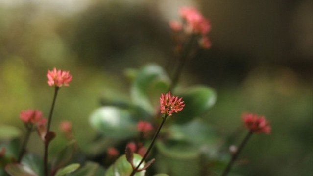 長壽花