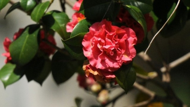 山茶花