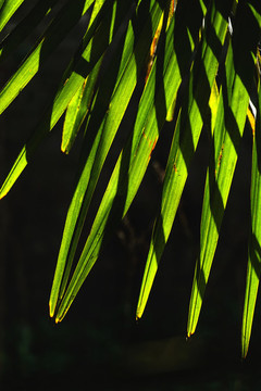 春天綠色植物樹葉發(fā)芽立春