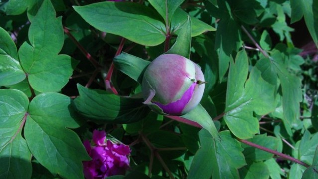 牡丹花