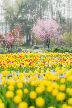 春天花朵黃色郁金香花海背景