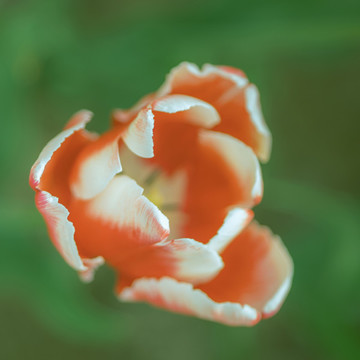 春天花卉紅色郁金香花海特寫