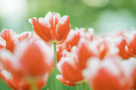 春天花卉紅色郁金香花海特寫(xiě)
