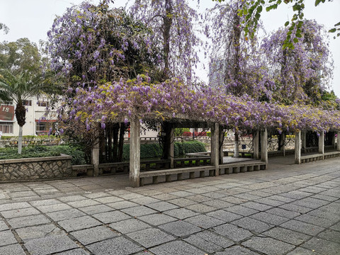 紫藤花長廊