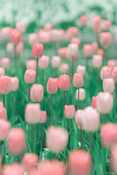 春天花朵粉色郁金香花海特寫(xiě)
