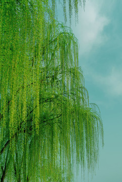春天柳樹(shù)枝條發(fā)芽綠色植物