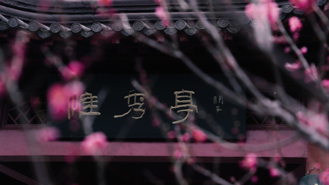 梅花花朵枝條春天梅花山