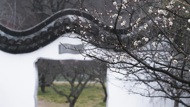 梅花花朵枝條白墻古建筑