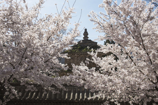 古寺春天
