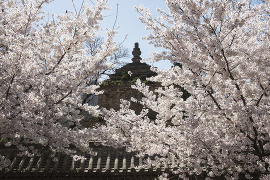 少林寺櫻花