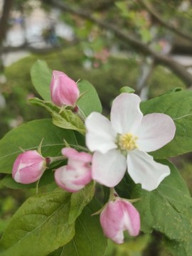 李花花苞特寫(xiě)
