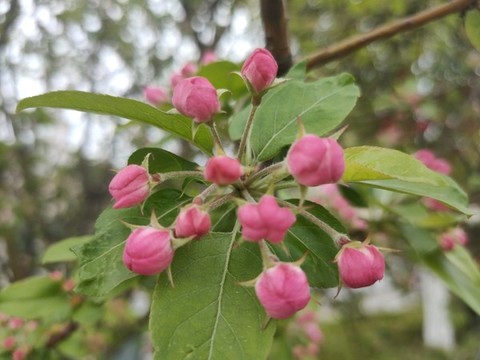 李花花苞特寫
