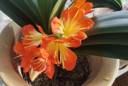 君子蘭花