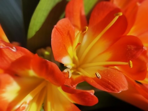 君子蘭花