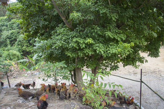 農(nóng)莊雞園