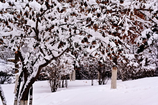 春雪