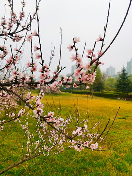 粉色桃花