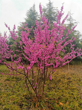 紫荊花