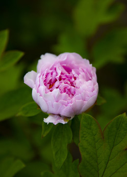 國(guó)花牡丹