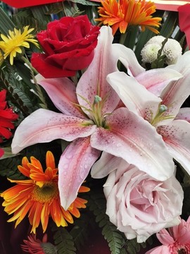 粉色百合花