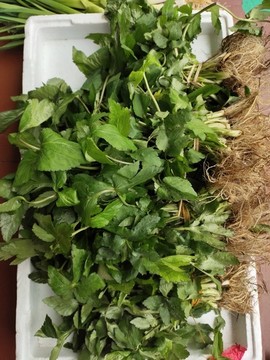 鴨腳板