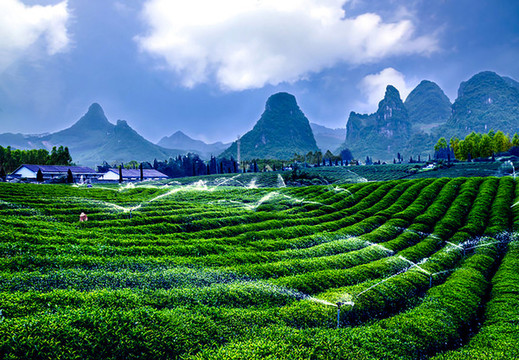茶園風景