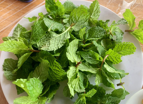 薄荷葉小草