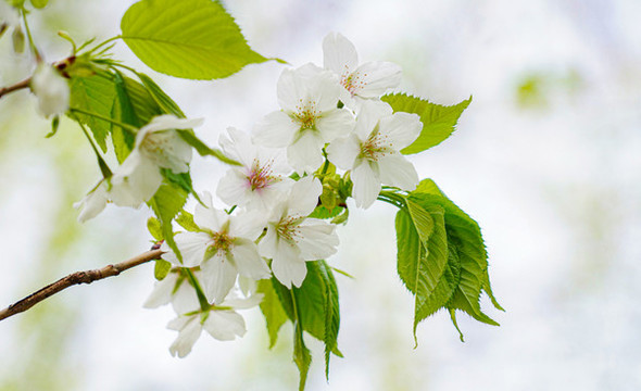 櫻花