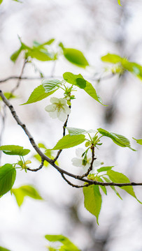 櫻花