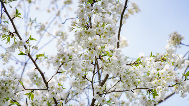 櫻花