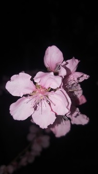 花團錦簇