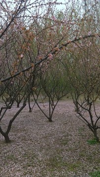 落櫻