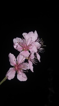枝頭桃花